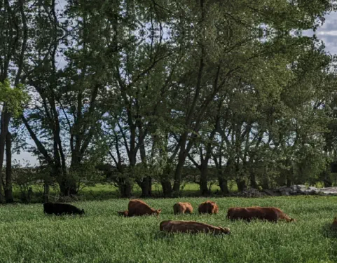 organic, pasture raised, grass-fed meats and pasture raised eggs