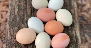 pasture raised eggs